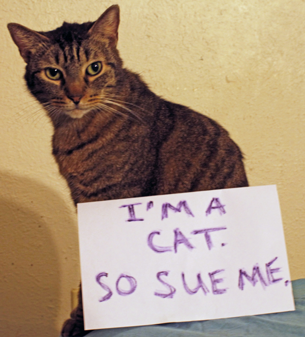 I'm a cat. So sue me. 